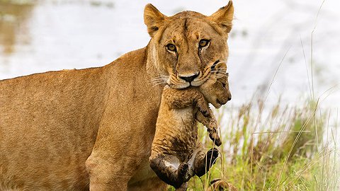 Бунт взрослых